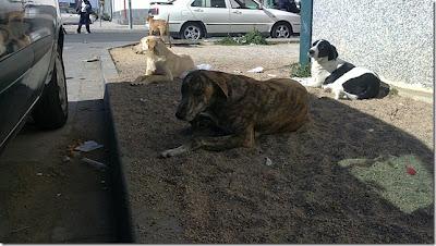 Manada de perros abandonados en un polígono. (Sevilla)
