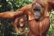 Lista de las 10 especies en peligro de extinción en 2012