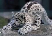 Lista de las 10 especies en peligro de extinción en 2012