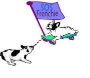 ¿Quieres adoptar un Bulldog Francés? Contacta a SOS Frenchi