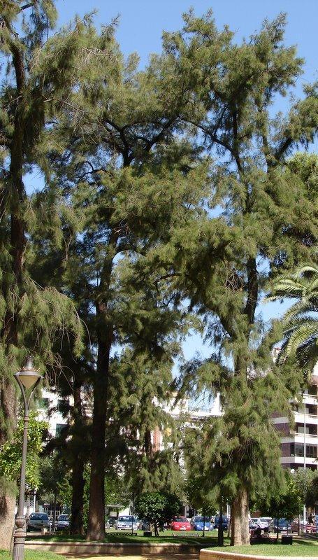 Pino australiano (Casuarina equisetifolia L.)