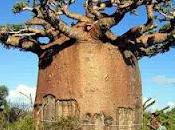 AFRICA- Baobab, "Arbol Vida"