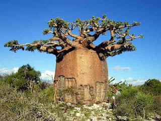 AFRICA- El Baobab, el 