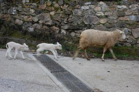 Campo de Caso (Asturias) en imágenes