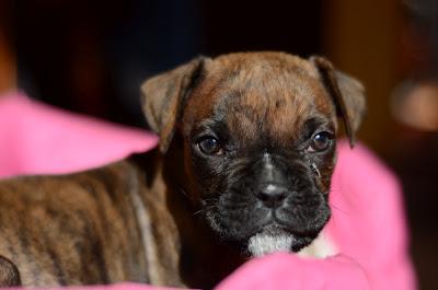 Dream, cachorro boxer de 2 meses - Arca noé Córdoba.