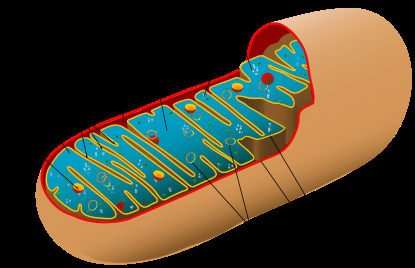 Oncogenes y mitocondrias