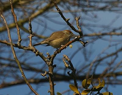 La curruca capirotada y el muérdago