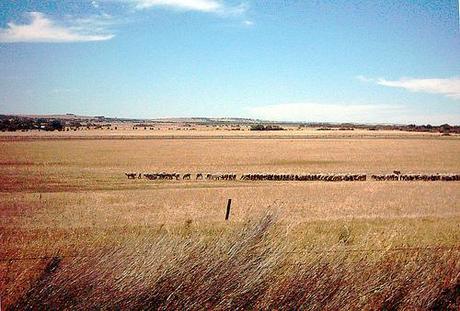 australian sheep farming country