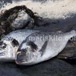 acuicultura, lubina, rodaballo, dorada