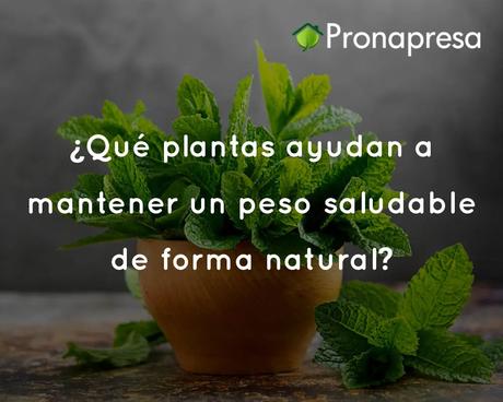 Plantas que ayudan a mantener un peso saludable de forma natural