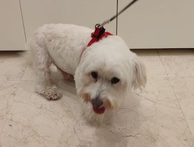 Feria de Patchwork en Sant Feliu de Guíxols 2025: creatividad, historias y emoción junto al mar