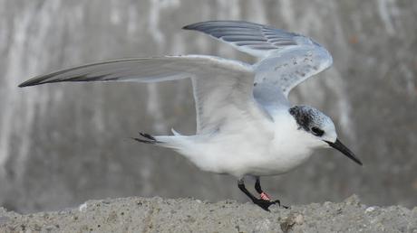 Charrán Patinegro con Anilla MMA en el Port Olímpic Charrán Patinegro con Anilla MMA en el Port Olímpic