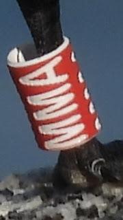 Charrán Patinegro con Anilla MMA en el Port Olímpic Charrán Patinegro con Anilla MMA en el Port Olímpic