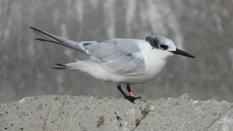 Charrán Patinegro con Anilla MMA en el Port Olímpic Charrán Patinegro con Anilla MMA en el Port Olímpic