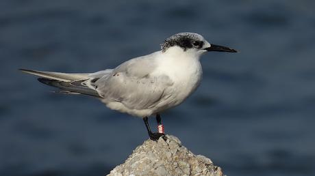 Charrán Patinegro con Anilla MMA en el Port Olímpic Charrán Patinegro con Anilla MMA en el Port Olímpic