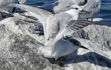 Otro charrán patinegro observado en Barcelona: ejemplar M70