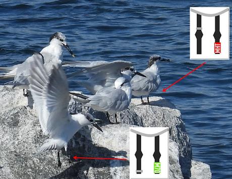 Otro charrán patinegro observado en Barcelona: ejemplar M70