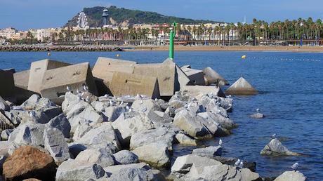 Otro charrán patinegro observado en Barcelona: ejemplar M70