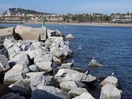 Charrán patinegro con anilla MHT