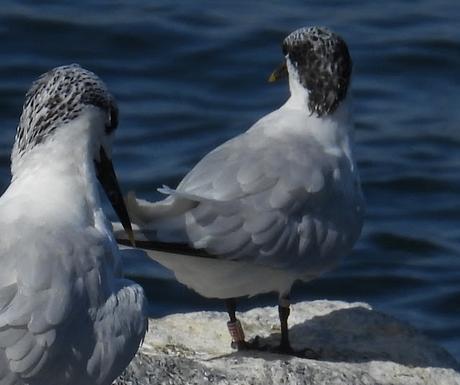 Charrán patinegro con anilla MHT