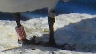 Charrán patinegro con anilla MHT