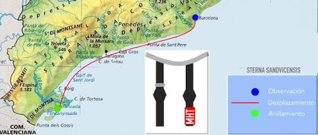 Charrán patinegro con anilla MHT