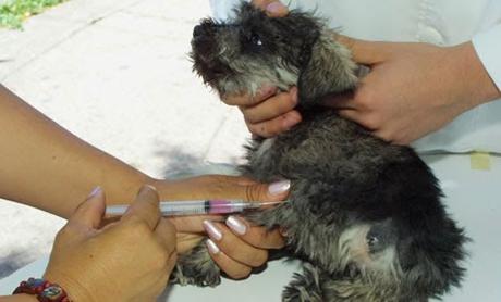 Gobierno estatal refuerza vigilancia para prevenir casos de rabia en San Luis Potosí