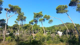 Descubre la Costa brava en Palamós