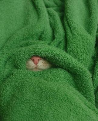 Los rostros de TVE, perseguidos y censurados por el PP, dan la cara. Los rostros de TVE, perseguidos y censurados por el PP, dan la cara.