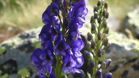 Cabana de Cóms de Jan y Estanyet de Ransol: una ruta de alta montaña en el Valle de Ransol | Andorra