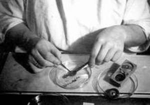 piojos,nazis y judíos