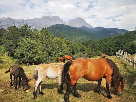 Vega Huerta y Los Moledizos desde Soto de Sajambre