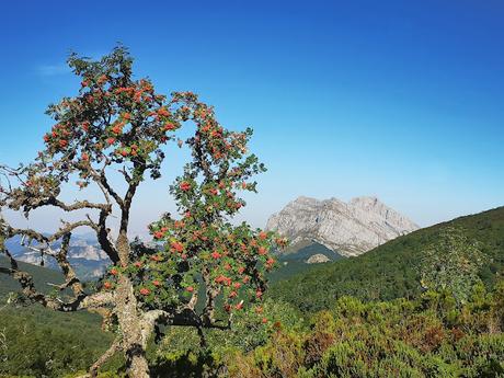 Vega Huerta y Los Moledizos desde Soto de Sajambre