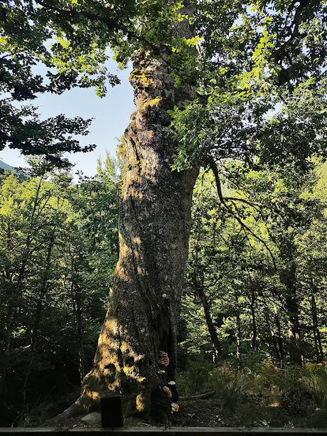 Vega Huerta y Los Moledizos desde Soto de Sajambre