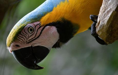 El calor extremo amenaza a las aves tropicales El calor extremo amenaza a las aves tropicales