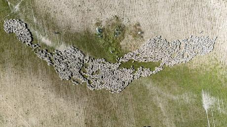 Un nuevo proyecto turístico en Andalucía pone en valor las rutas  de trashumancia de las ovejas merinas