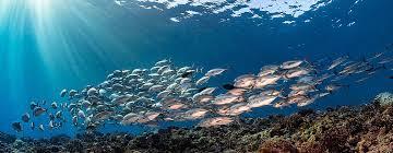 El mar y la sostenibilidad alimentaria