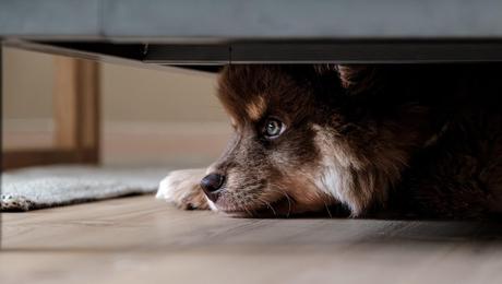 Evitar Ansiedad Perro