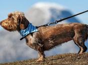 Formación para tutores caninos: clave viajar perro disfrutar estrés