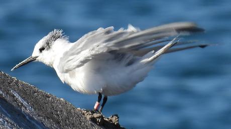 Charran patinegro MNC