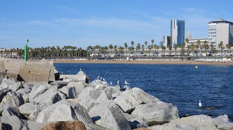 Charran patinegro MNC