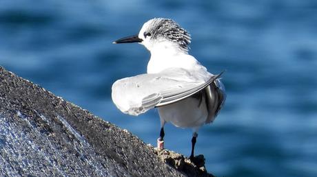 Charran patinegro MNC