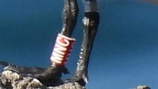 Charran patinegro MNC