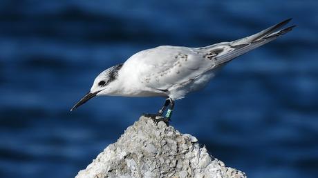 Charran patinegro M7C