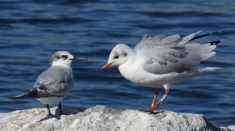 Charran patinegro M7C