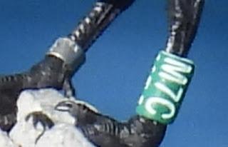 Charran patinegro M7C