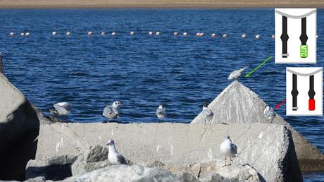 Charran patinegro M7C