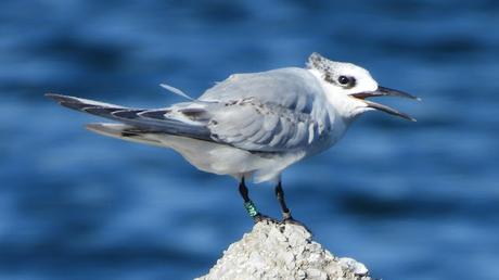 Charran patinegro M7C