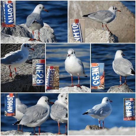 Anillas releídas y otras especies en el Port Olímpic