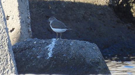 Anillas releídas y otras especies en el Port Olímpic